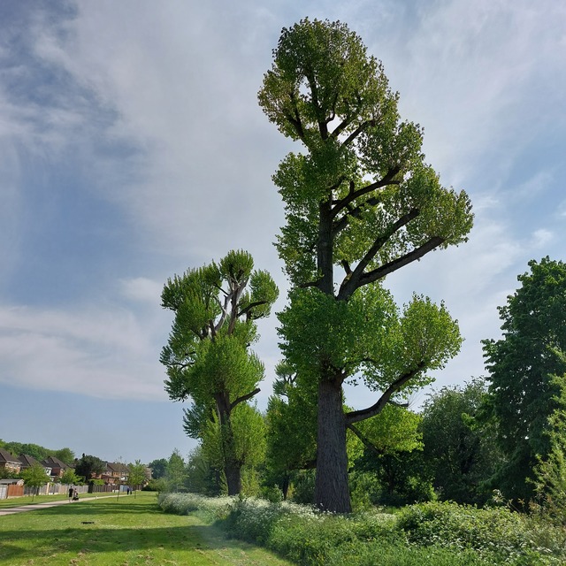 Popular Elmdon Park