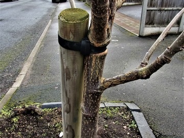 Tree strap damage