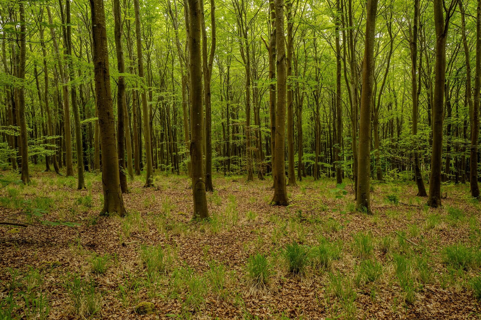woodland floor with tree trunks in the background